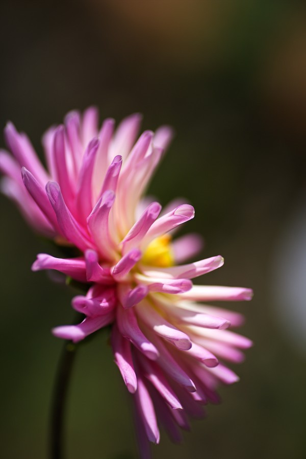 Dahlia Standing Proud by Joy Watson